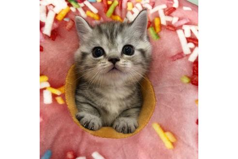 成約済の大阪府のマンチカン-3915の4枚目