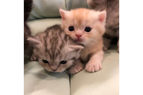 成約済の大阪府のマンチカン-3915の3枚目