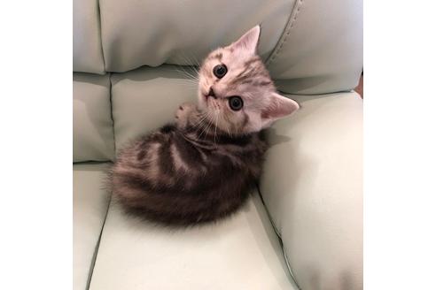 成約済の大阪府のマンチカン-3915の2枚目