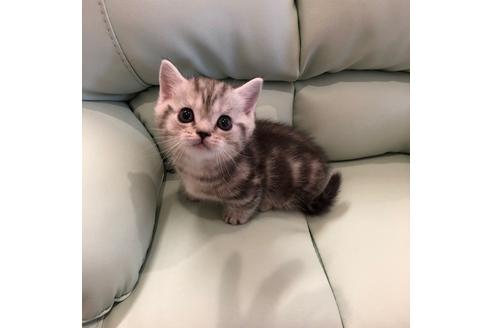 成約済の大阪府のマンチカン-3915の1枚目