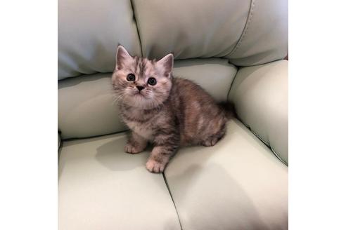 成約済の大阪府のマンチカン-3916の5枚目