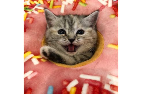 成約済の大阪府のマンチカン-3916の4枚目