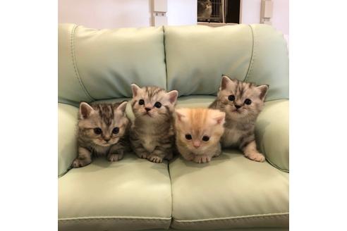 成約済の大阪府のマンチカン-3916の3枚目