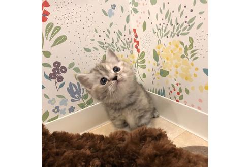 成約済の大阪府のマンチカン-3916の2枚目