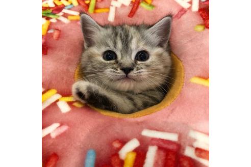 成約済の大阪府のマンチカン-3916の1枚目