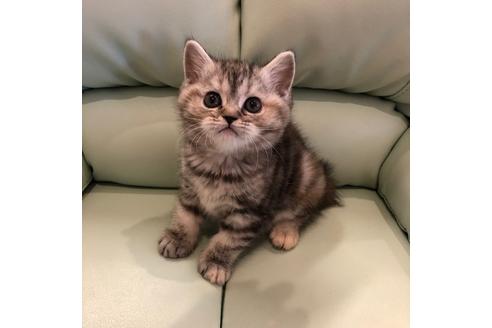 成約済の大阪府のマンチカン-3917の5枚目