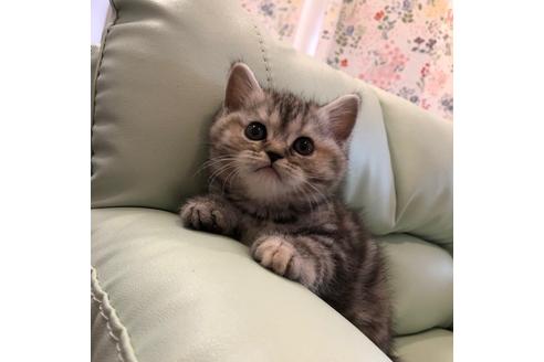 成約済の大阪府のマンチカン-3917の4枚目