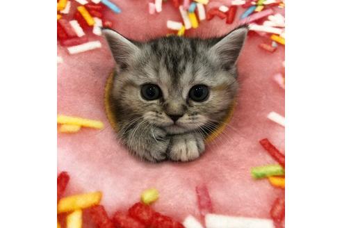 成約済の大阪府のマンチカン-3917の3枚目