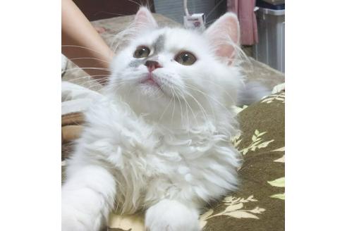 成約済の愛知県のペルシャ-3727の2枚目