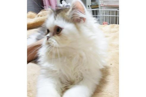 成約済の愛知県のエキゾチックロングヘア-3776の3枚目