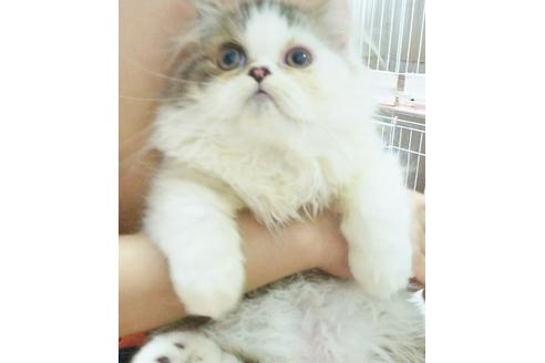 成約済の愛知県のエキゾチックロングヘア-3776の2枚目