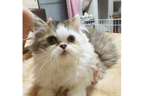 成約済の愛知県のエキゾチックロングヘア-3776の1枚目