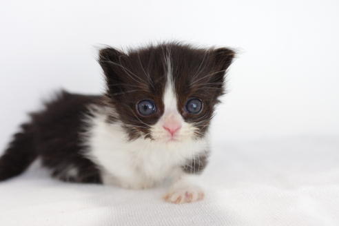 成約済の愛知県のミヌエット-3897の4枚目