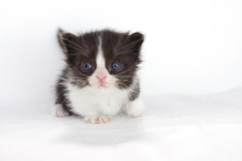 成約済の愛知県のミヌエット-3897の3枚目