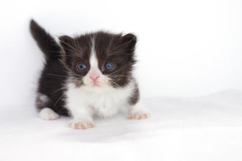 成約済の愛知県のミヌエット-3897の2枚目