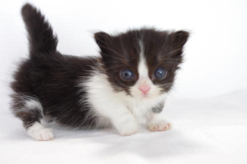 成約済の愛知県のミヌエット-3897の1枚目