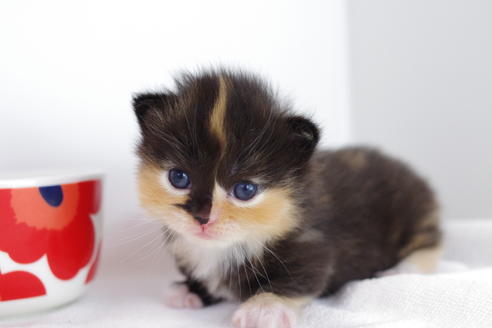 成約済の愛知県のマンチカン-4028の5枚目