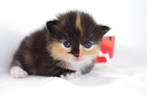 成約済の愛知県のマンチカン-4028の4枚目