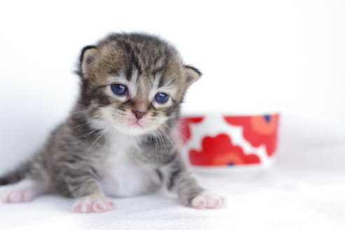 成約済の愛知県のマンチカン-4029の5枚目