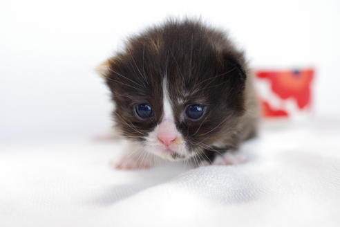 成約済の愛知県のマンチカン-4030の5枚目