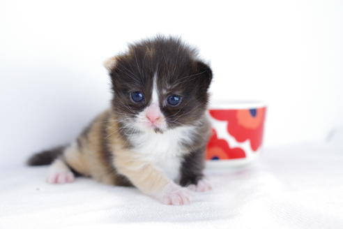 成約済の愛知県のマンチカン-4030の4枚目