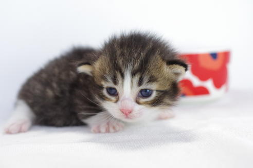 成約済の愛知県のマンチカン-4031の4枚目