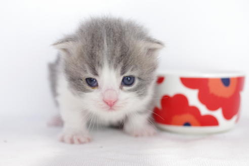 成約済の愛知県のマンチカン-4032の5枚目