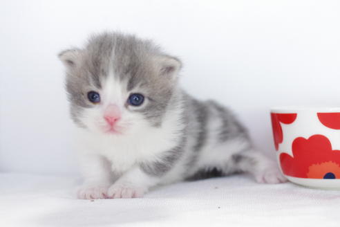 成約済の愛知県のマンチカン-4032の4枚目