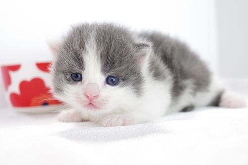 成約済の愛知県のマンチカン-4033の4枚目