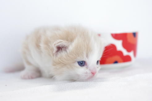 成約済の愛知県のマンチカン-4034の5枚目