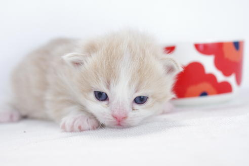 成約済の愛知県のマンチカン-4034の4枚目