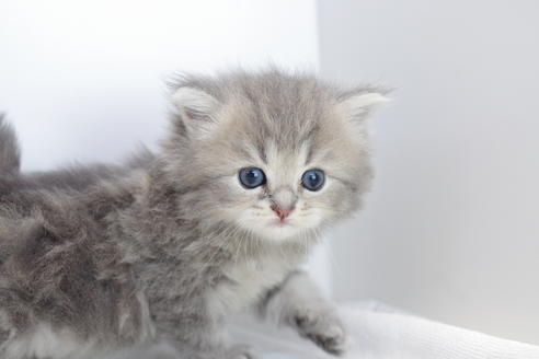 成約済の愛知県のミヌエット-4035の4枚目