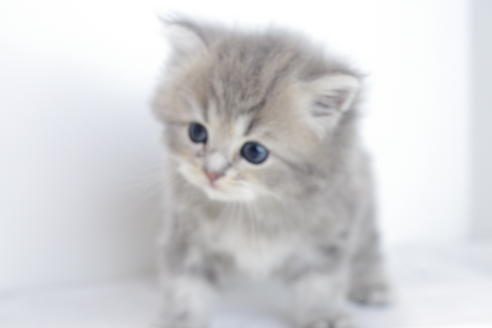 成約済の愛知県のミヌエット-4035の3枚目