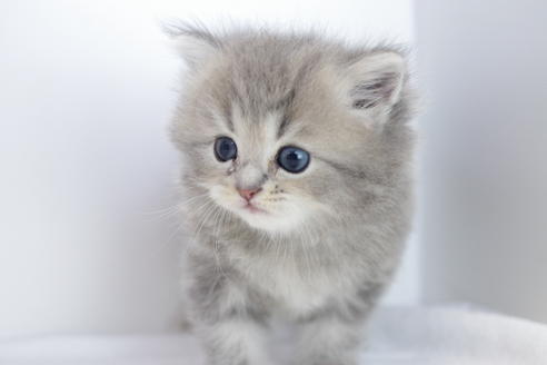 成約済の愛知県のミヌエット-4035の2枚目