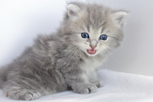 成約済の愛知県のミヌエット-4035の1枚目