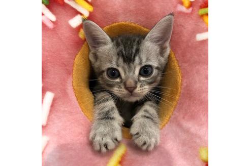 成約済の大阪府のアメリカンショートヘア-4094の4枚目