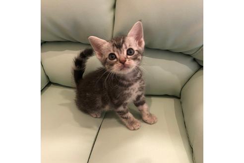 成約済の大阪府のアメリカンショートヘア-4094の3枚目