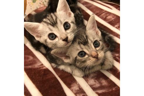 成約済の大阪府のアメリカンショートヘア-4094の2枚目