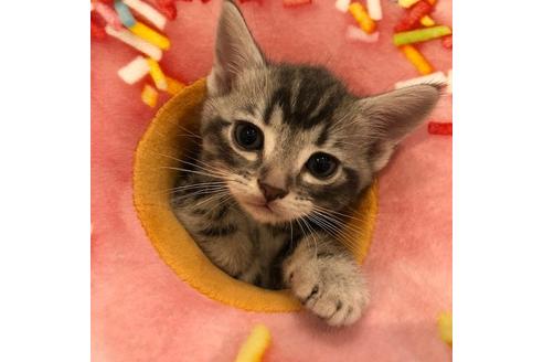 成約済の大阪府のアメリカンショートヘア-4095の4枚目