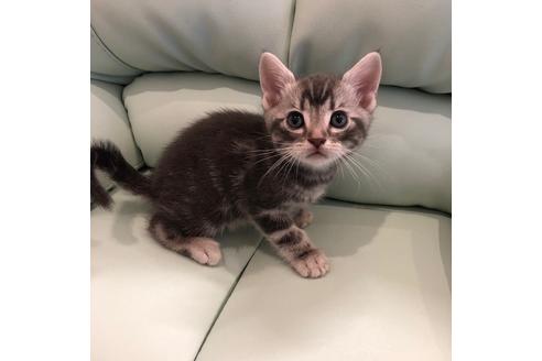 成約済の大阪府のアメリカンショートヘア-4095の3枚目