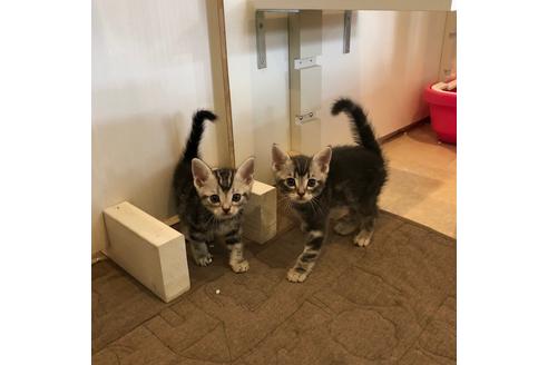 成約済の大阪府のアメリカンショートヘア-4095の2枚目