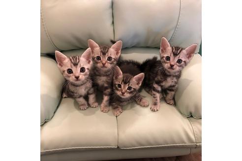 成約済の大阪府のアメリカンショートヘア-4094の1枚目