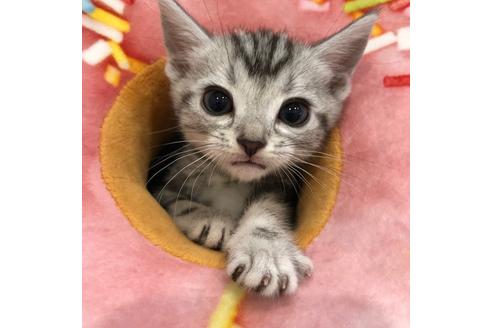 成約済の大阪府のアメリカンショートヘア-4096の4枚目