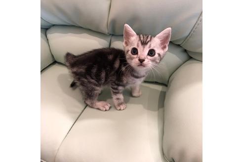 成約済の大阪府のアメリカンショートヘア-4096の3枚目