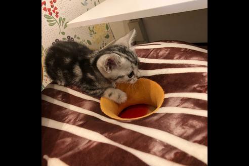 成約済の大阪府のアメリカンショートヘア-4096の2枚目