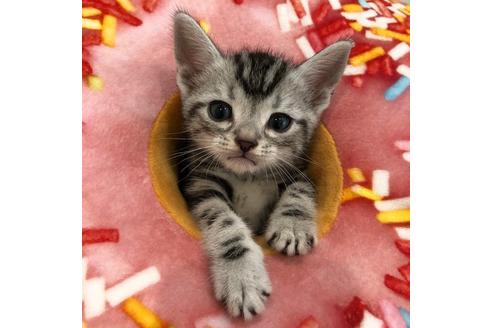 成約済の大阪府のアメリカンショートヘア-4097の4枚目