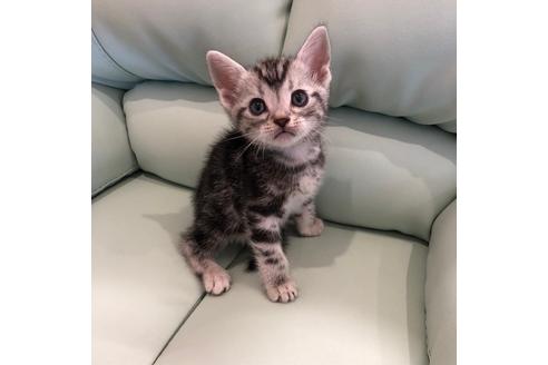 成約済の大阪府のアメリカンショートヘア-4097の3枚目