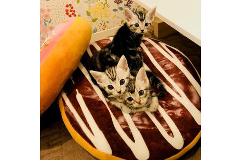 成約済の大阪府のアメリカンショートヘア-4097の1枚目