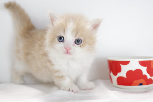 成約済の愛知県のマンチカン-4034の3枚目
