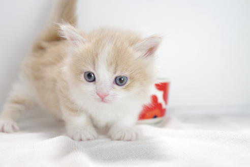 成約済の愛知県のマンチカン-4034の1枚目